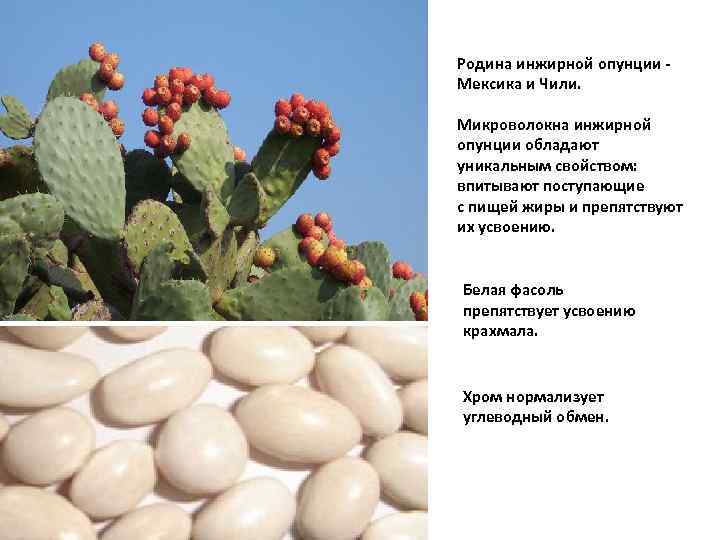 Родина инжирной опунции Мексика и Чили. Микроволокна инжирной опунции обладают уникальным свойством: впитывают поступающие