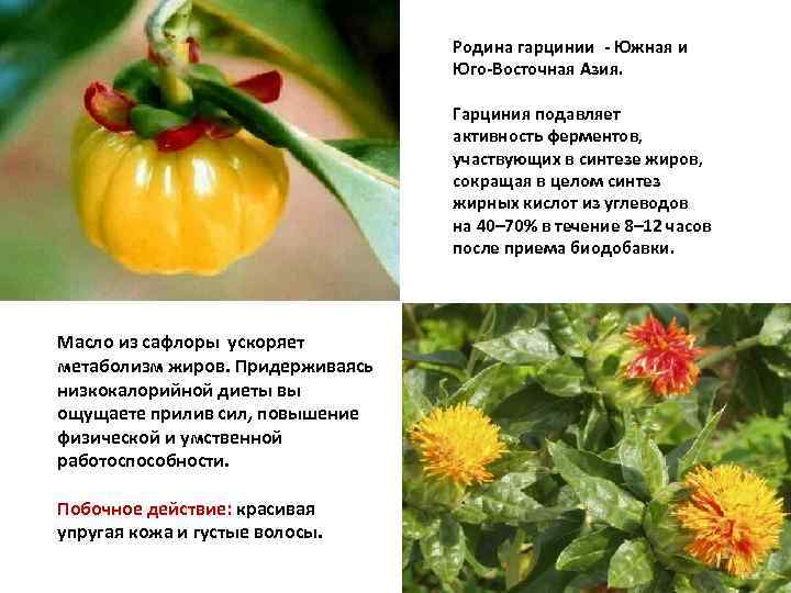 Родина гарцинии - Южная и Юго-Восточная Азия. Гарциния подавляет активность ферментов, участвующих в синтезе