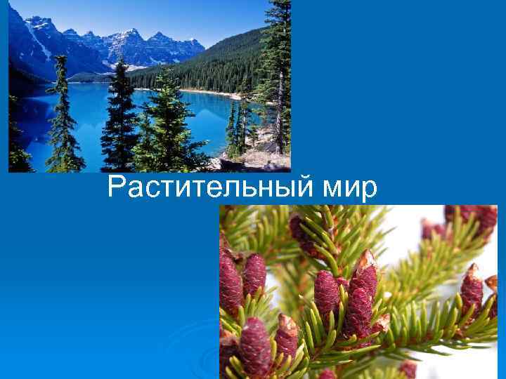 Растительный мир 