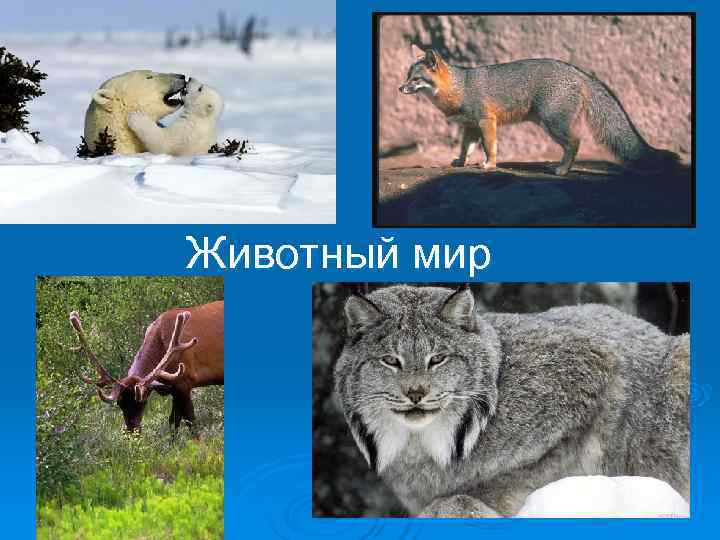 Животный мир 