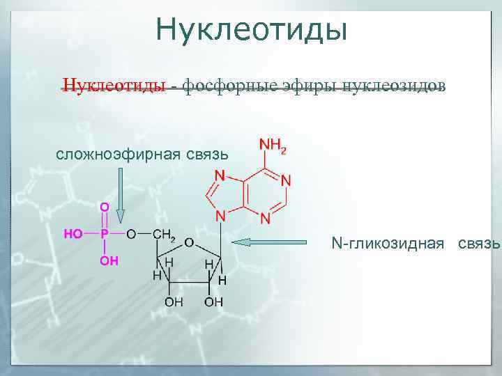    Нуклеотиды - фосфорные эфиры нуклеозидов  сложноэфирная связь   
