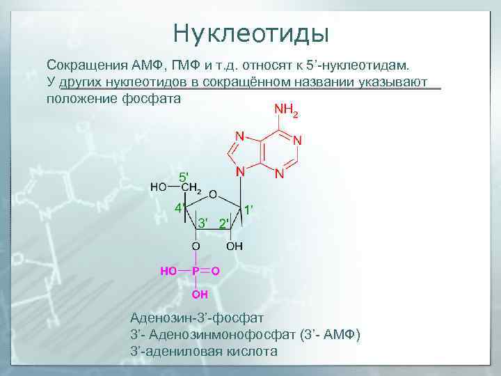    Нуклеотиды Сокращения АМФ, ГМФ и т. д. относят к 5’-нуклеотидам. У