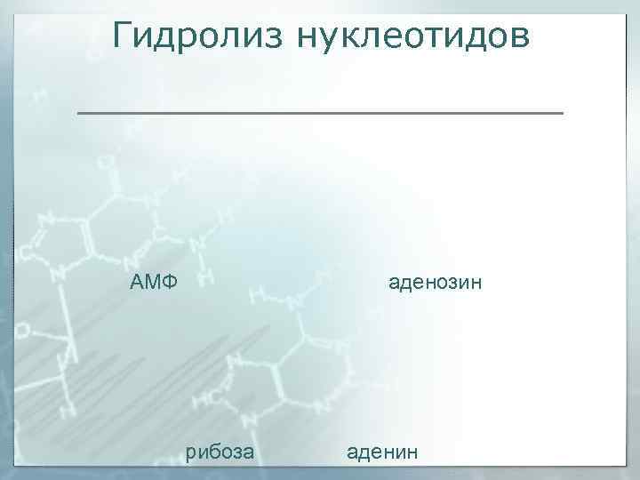 Гидролиз нуклеотидов АМФ    аденозин  рибоза  аденин 