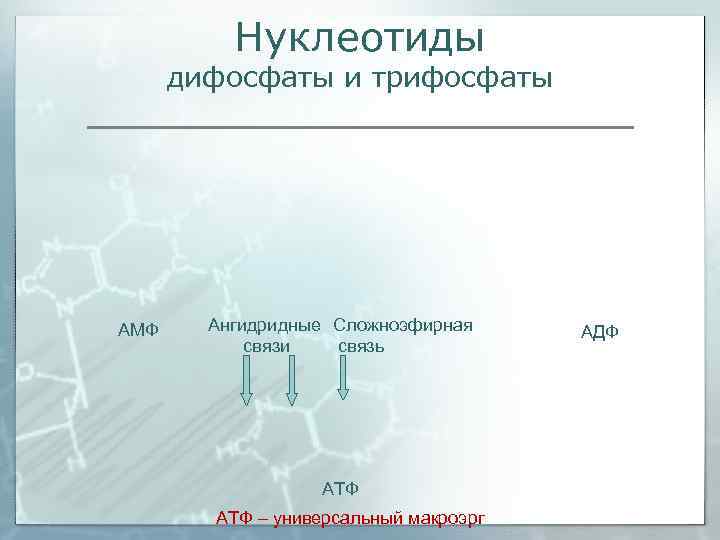    Нуклеотиды  дифосфаты и трифосфаты АМФ Ангидридные Сложноэфирная АДФ  