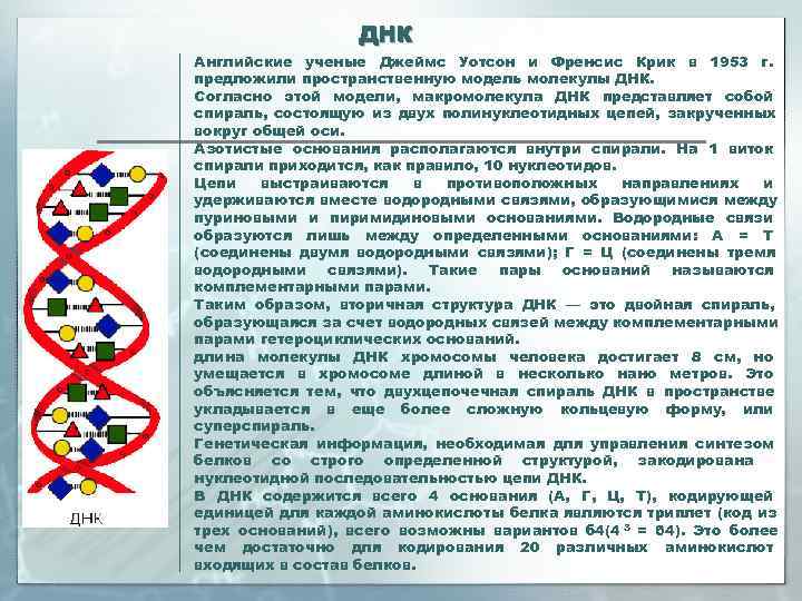    ДНК Английские ученые Джеймс Уотсон и Френсис Крик в 1953 г.
