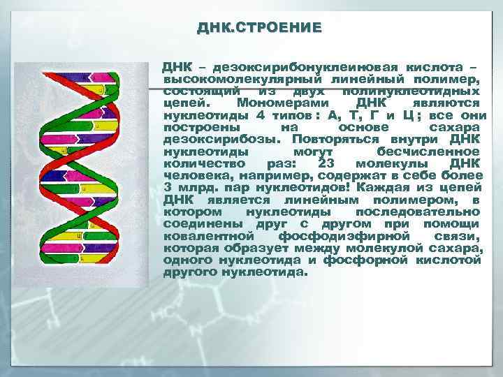   ДНК. СТРОЕНИЕ ДНК – дезоксирибонуклеиновая кислота – высокомолекулярный линейный полимер, состоящий из