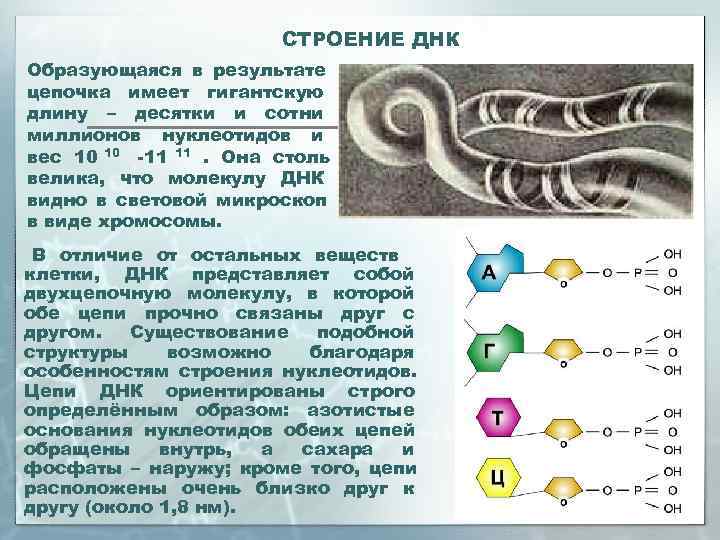     СТРОЕНИЕ ДНК Образующаяся в результате цепочка имеет гигантскую длину –