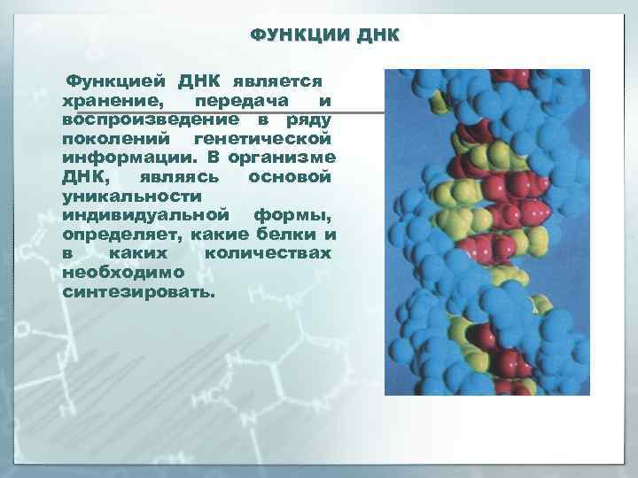    ФУНКЦИИ ДНК Функцией ДНК является хранение,  передача  и воспроизведение