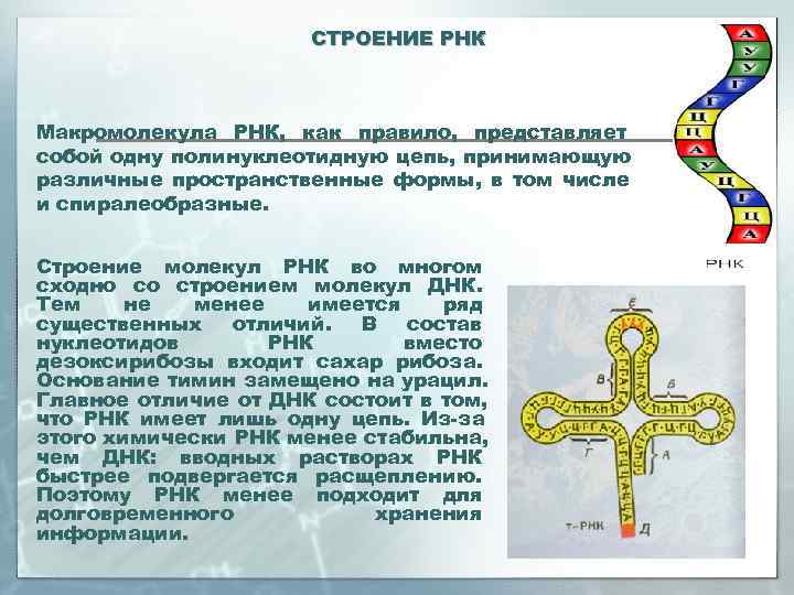      СТРОЕНИЕ РНК  Макромолекула РНК, как правило, представляет собой