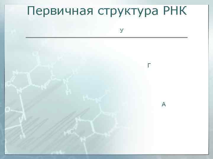 Первичная структура РНК   У     Г   