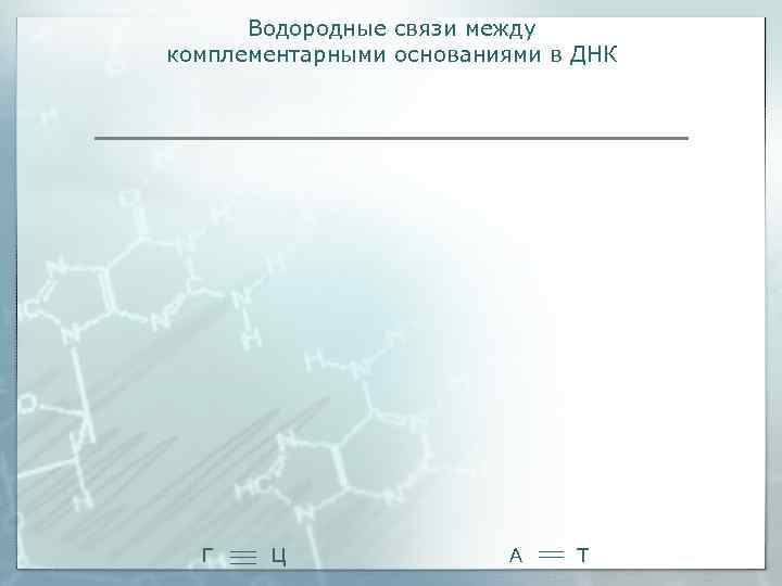  Водородные связи между комплементарными основаниями в ДНК  Г  Ц  