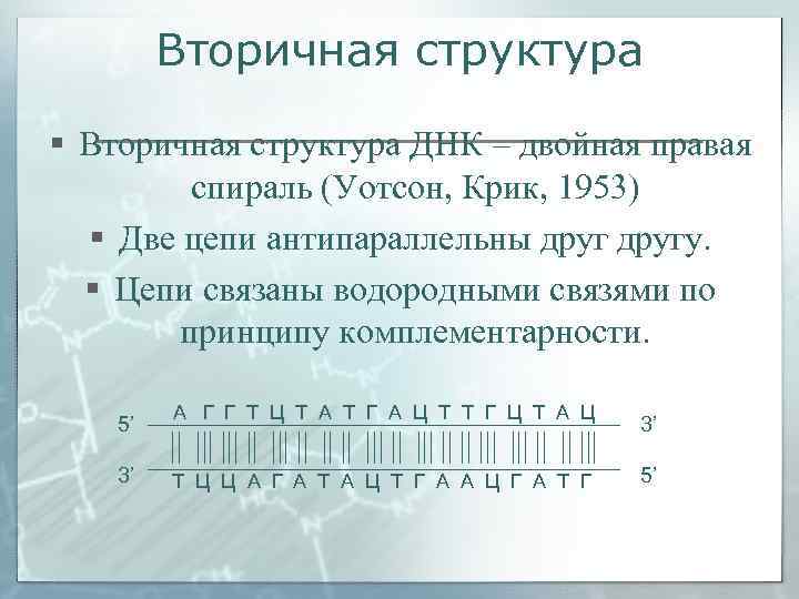   Вторичная структура § Вторичная структура ДНК – двойная правая  спираль
