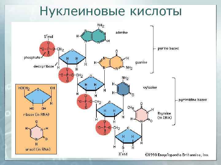 Нуклеиновые кислоты 