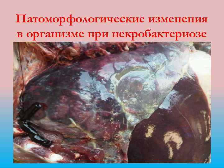 Патоморфологические изменения в организме при некробактериозе 