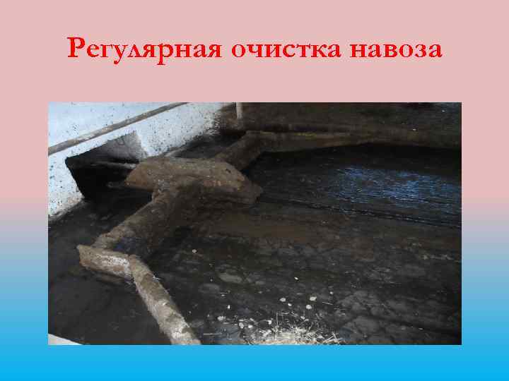 Регулярная очистка навоза 