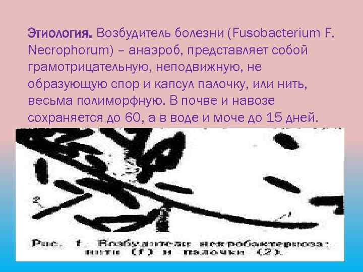 Этиология. Возбудитель болезни (Fusobacterium F. Necrophorum) – анаэроб, представляет собой грамотрицательную, неподвижную, не образующую