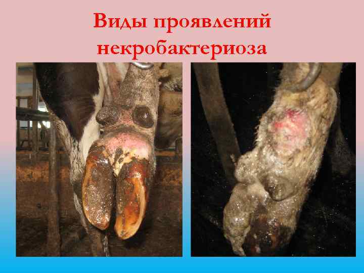 Виды проявлений некробактериоза 