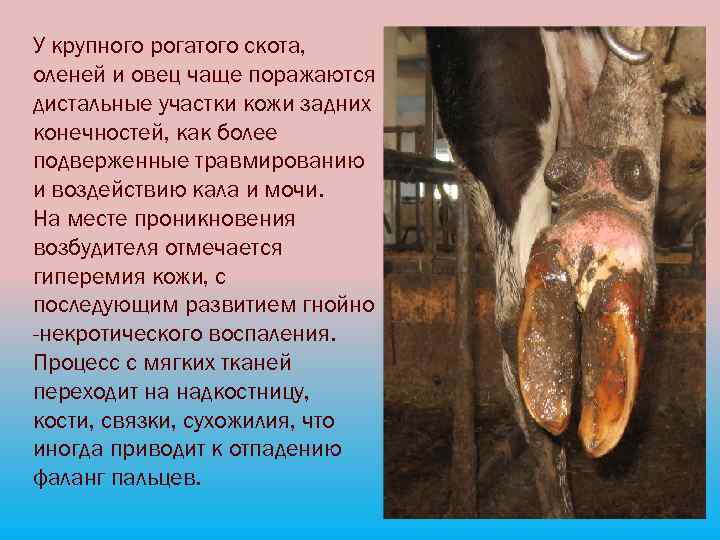 У крупного рогатого скота, оленей и овец чаще поражаются дистальные участки кожи задних конечностей,