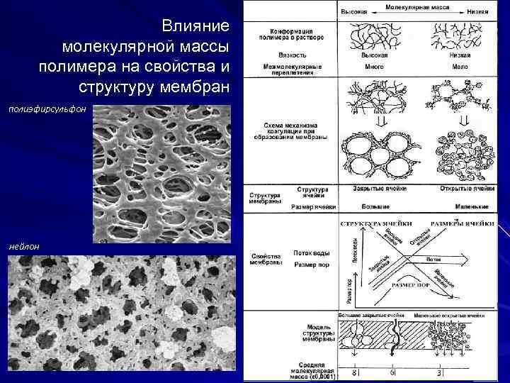     Влияние       молекулярной массы 