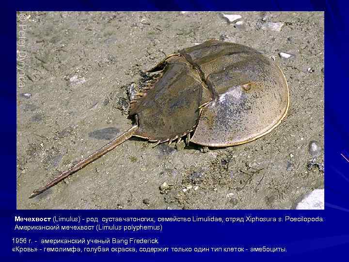 Мечехвост (Limulus) - род суставчатоногих, семейство Limulidae, отряд Xiphosura s. Poecilopoda. Американский мечехвост (Limulus