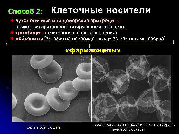 Способ 2: Клеточные носители аутологичные или донорские эритроциты (фиксация эритрофагоцитирующими клетками), тромбоциты (миграция в