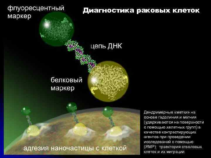 Диагностика раковых клеток Дендримерные «метки» на основе гадолиния и магния (удерживаются на поверхности с