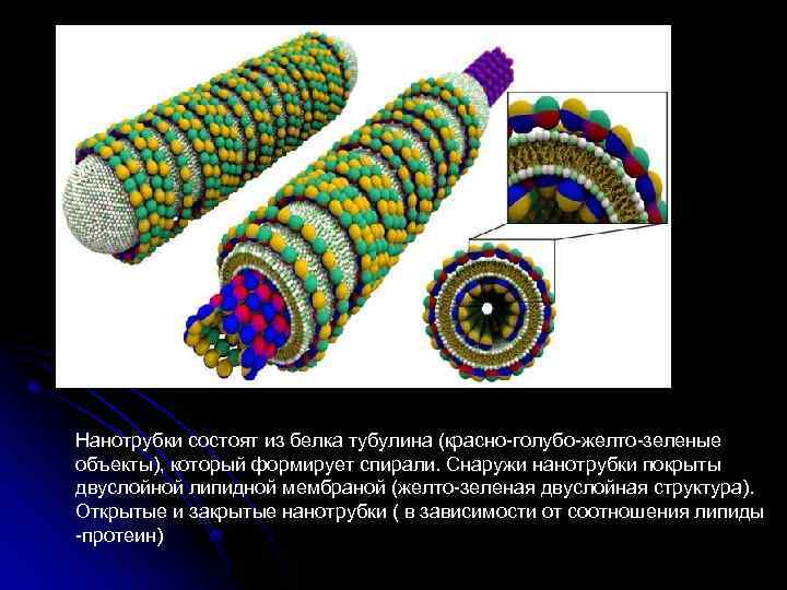 Нанотрубки состоят из белка тубулина (красно голубо желто зеленые объекты), который формирует спирали. Снаружи