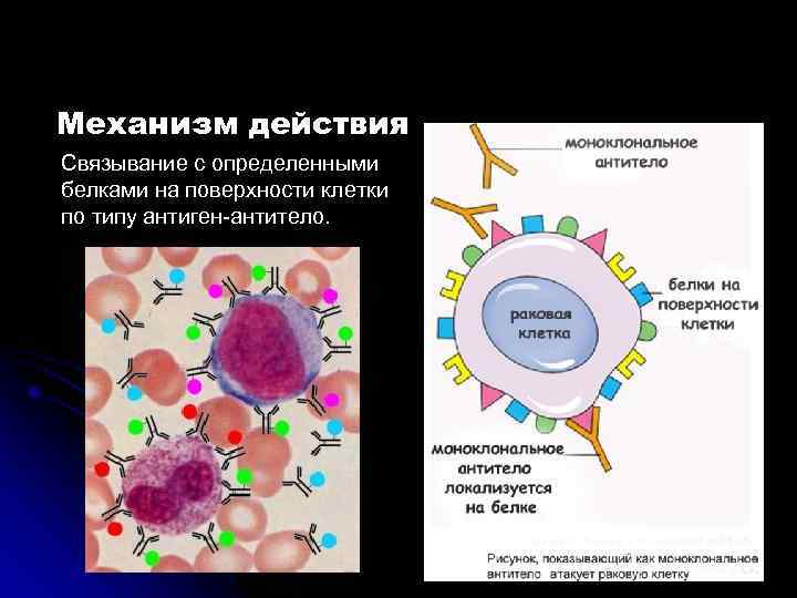 Механизм действия Связывание с определенными белками на поверхности клетки по типу антиген антитело. 