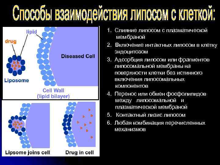 1. Слияние липосом с плазматической мембраной 2. Включение интактных липосом в клетку эндоцитозом 3.