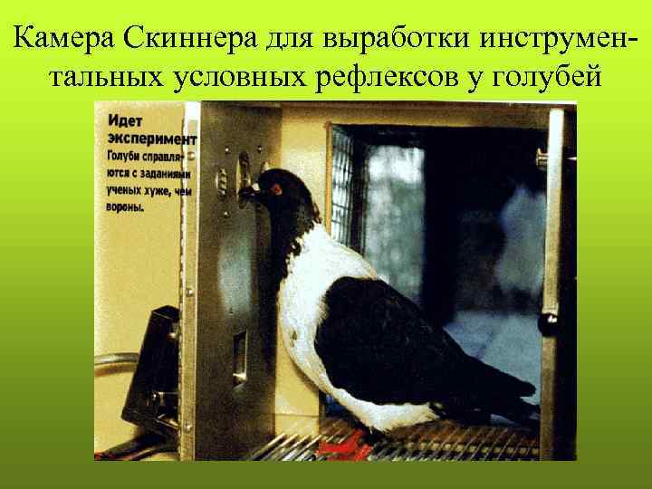 Камера Скиннера для выработки инструмен-  тальных условных рефлексов у голубей 