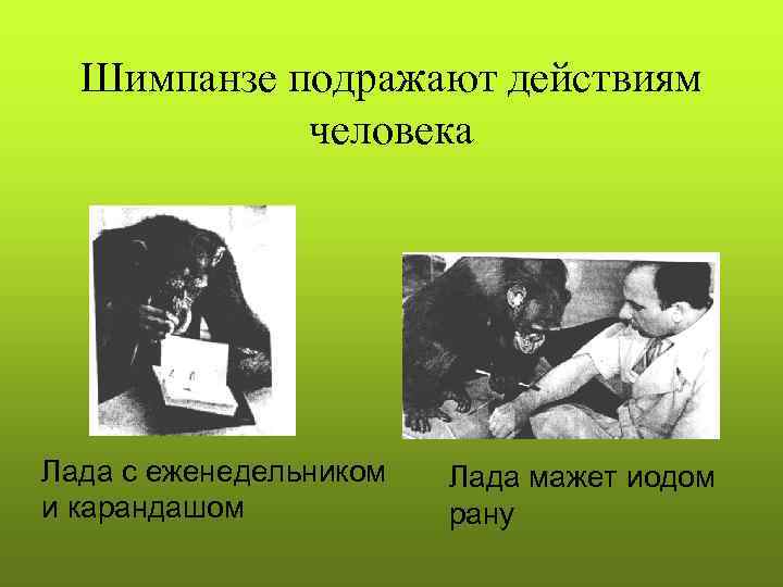  Шимпанзе подражают действиям   человека Лада с еженедельником  Лада мажет иодом