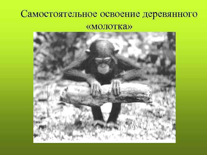 Cамостоятельное освоение деревянного    «молотка» 