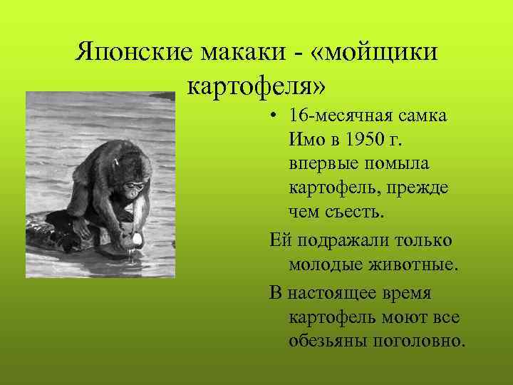 Японские макаки - «мойщики  картофеля»    • 16 -месячная самка 