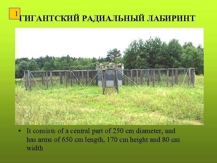 1 ГИГАНТСКИЙ РАДИАЛЬНЫЙ ЛАБИРИНТ • It consists of a central part of 250 cm