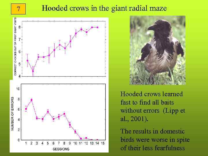 7  Hooded crows in the giant radial maze     