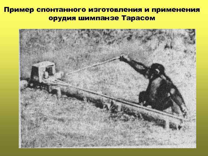 Пример спонтанного изготовления и применения орудия шимпанзе Тарасом 