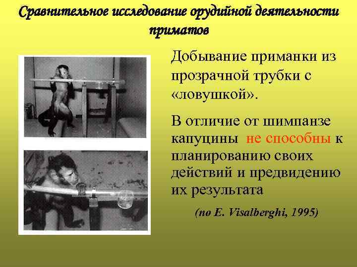 Сравнительное исследование орудийной деятельности приматов Добывание приманки из прозрачной трубки с «ловушкой» . В