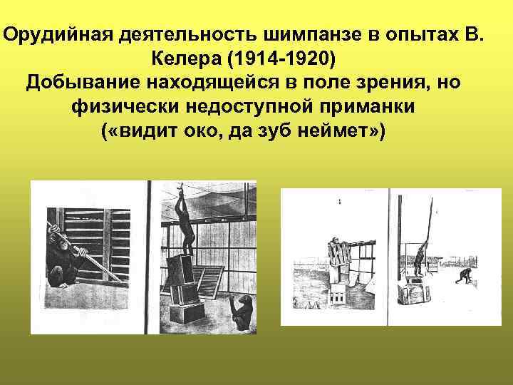 Орудийная деятельность шимпанзе в опытах В. Келера (1914 -1920) Добывание находящейся в поле зрения,