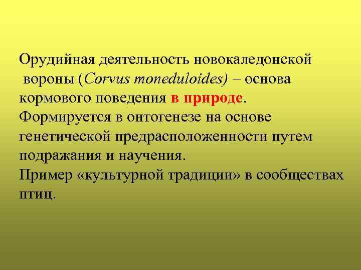 Орудийная деятельность новокаледонской вороны (Corvus moneduloides) – основа кормового поведения в природе. Формируется в