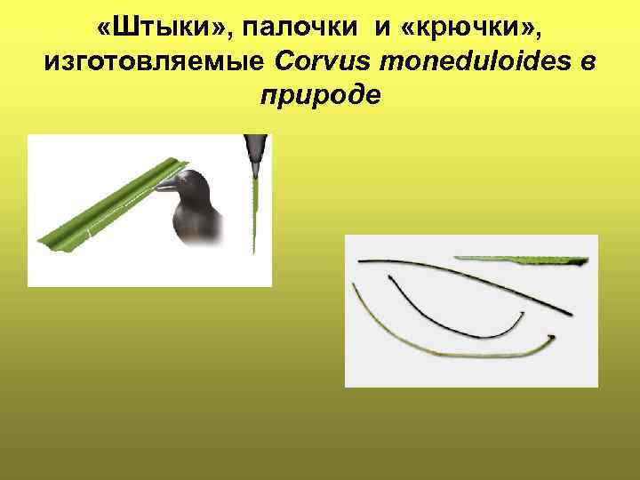 «Штыки» , палочки и «крючки» , изготовляемые Corvus moneduloides в природе 