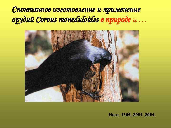 Спонтанное изготовление и применение орудий Corvus moneduloides в природе и … Hunt, 1996, 2001,