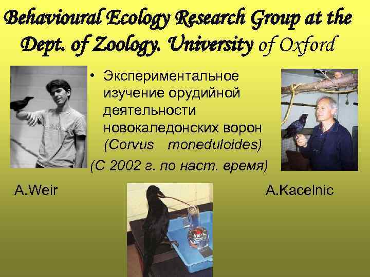 Behavioural Ecology Research Group at the Dept. of Zoology. University of Oxford • Экспериментальное