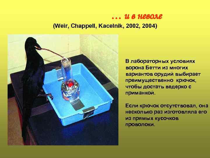… и в неволе (Weir, Chappell, Kacelnik, 2002, 2004) В лабораторных условиях ворона Бетти