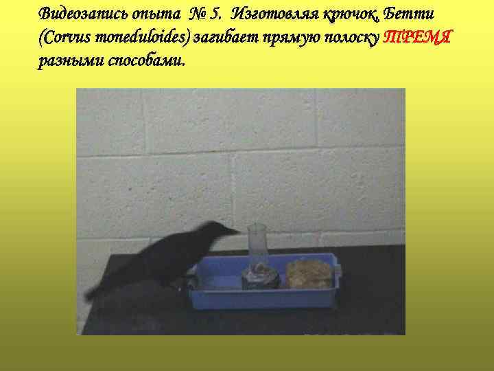 Видеозапись опыта № 5. Изготовляя крючок, Бетти (Corvus moneduloides) загибает прямую полоску ТРЕМЯ разными