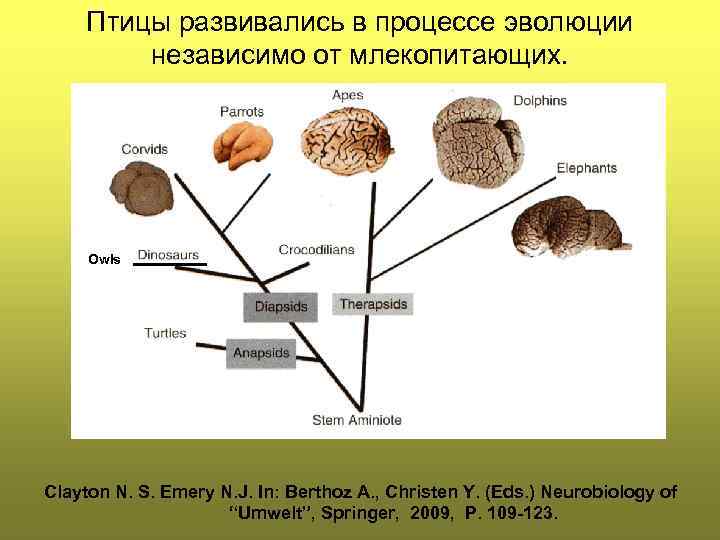 Птицы развивались в процессе эволюции независимо от млекопитающих. Owls Clayton N. S. Emery N.