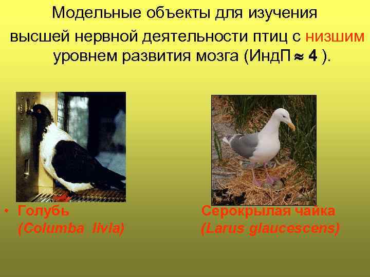 Модельные объекты для изучения высшей нервной деятельности птиц с низшим уровнем развития мозга (Инд.