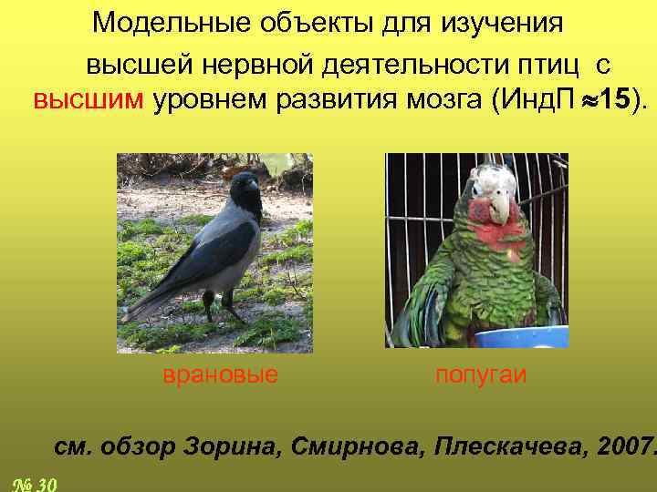 Модельные объекты для изучения высшей нервной деятельности птиц с высшим уровнем развития мозга (Инд.