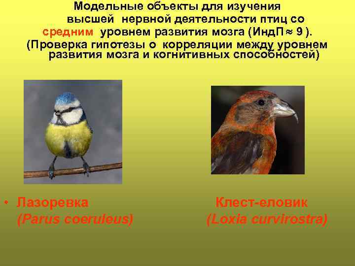Модельные объекты для изучения высшей нервной деятельности птиц со средним уровнем развития мозга (Инд.