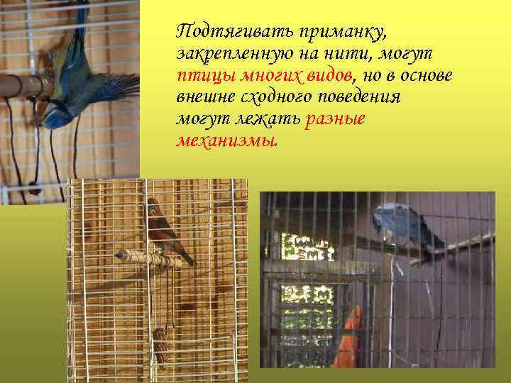 Подтягивать приманку, закрепленную на нити, могут птицы многих видов, но в основе внешне сходного