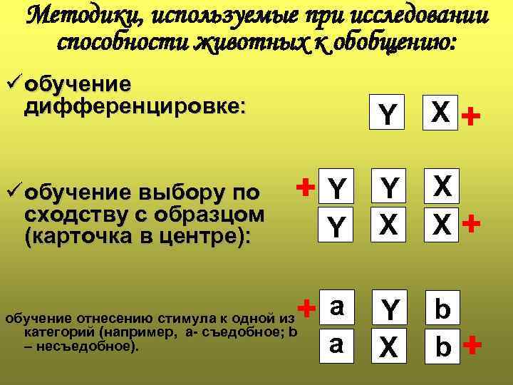 Методики, используемые при исследовании способности животных к обобщению: ü обучение дифференцировке: Y X ü